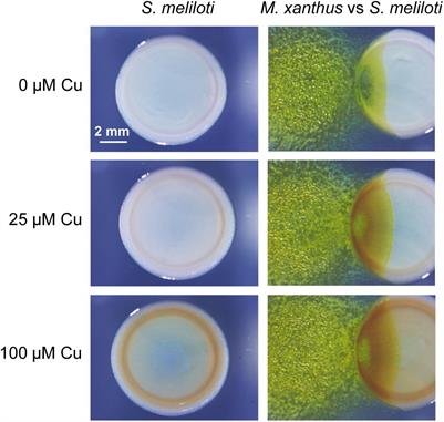 Copper and Melanin Play a Role in Myxococcus xanthus Predation on Sinorhizobium meliloti